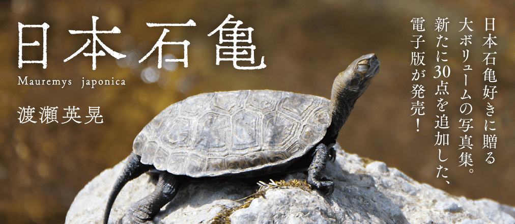 【電子版】日本石亀 　渡瀬英晃