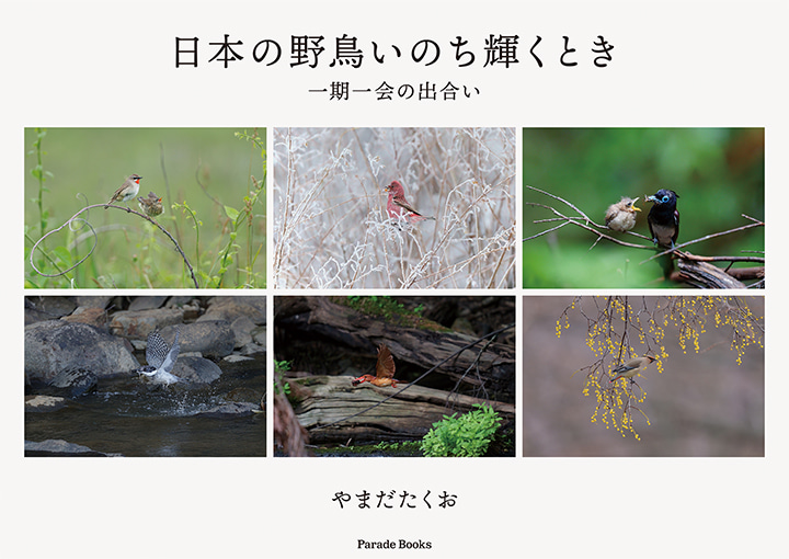 日本の野鳥いのち輝くとき